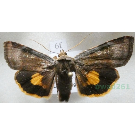 Noctua janthina Denis & Schiffermüller, 1775 Rolnica przepaska Czech6f